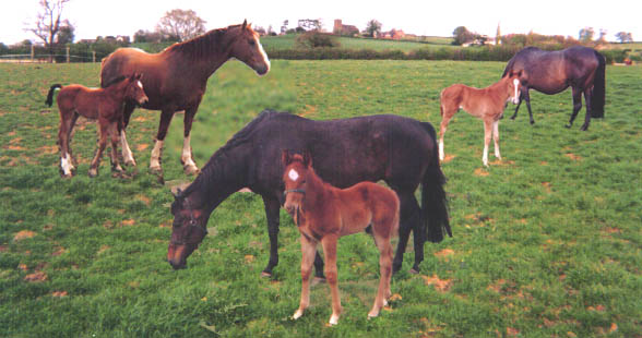 Horse Farms